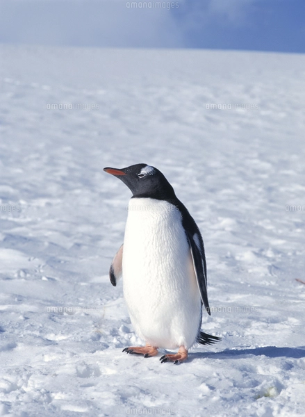 氷の上のペンギンの写真素材 [FYI03882258] | ストックフォトの Qlean