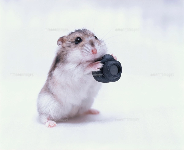 北尾さん作品、ジャンガリアンハムスター hq720.jpg?sqp=-