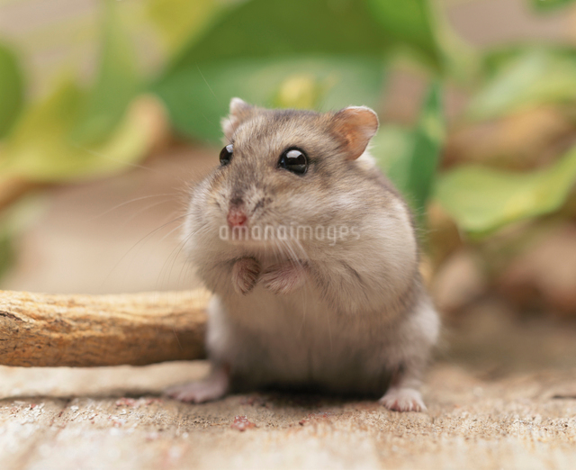 枝の横で立つジャンガリアンハムスターの写真素材 [FYI04064345