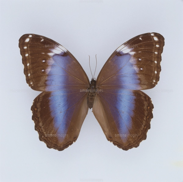 蝶（ヘレナモルフォ） ペルーの写真素材 [FYI03858399