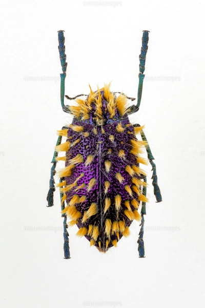 ムラサキケブカフトタマムシの写真素材 [FYI04080024] | ストック