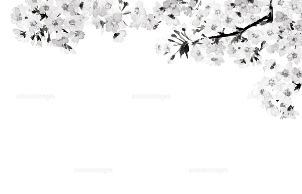 水彩画　桜　さくら　春　美術　アート　インテリア　絵画　ホワイトワトソン紙 水彩画 桜 さくら 春 美術 アート インテリア 絵画 ホワイト