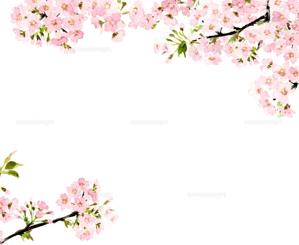 桜 さくら ソメイヨシノ 満開 水彩のイラスト素材 [FYI04087037