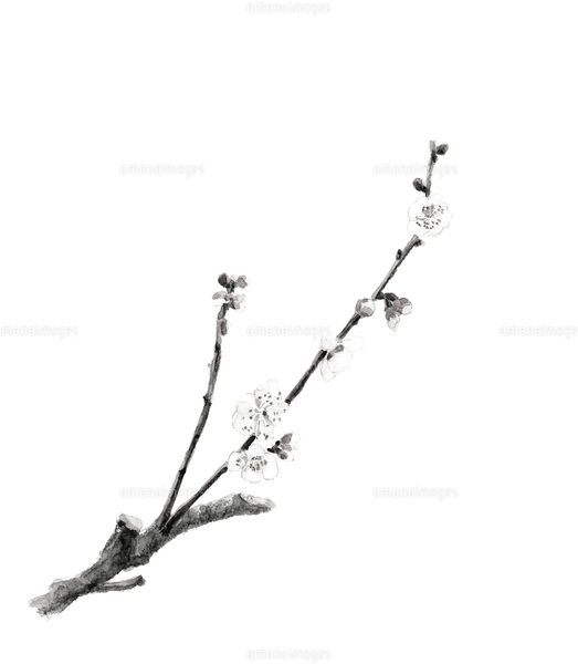 梅の花 枝 うめ ウメ 絵画 油絵 plum 花 日本画 梅の写真素材 - PIXTA