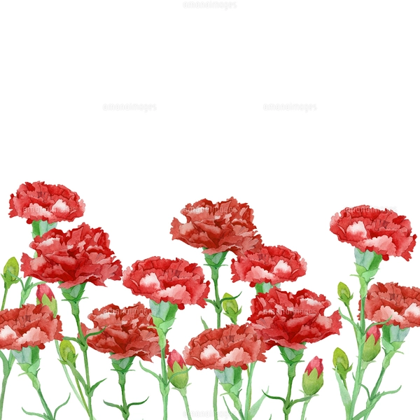 カーネーション　水彩画　植物画 カーネーション 水彩画 植物画 美術品・アンティーク・コレクション