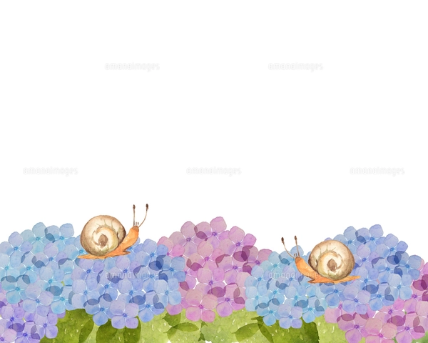紫陽花とカタツムリのイラスト素材 [FYI04116872] | ストックフォトの