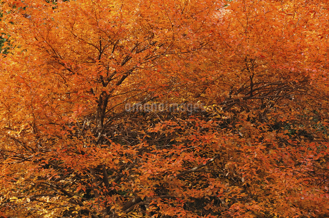 美しい紅葉と樹形 株立の ヤマコウバシ 673 樹高1.3m位 縁起担ぎの木 美しい紅葉と樹形 株立の ヤマコウバシ 673 樹高1.3m位 縁起担ぎ