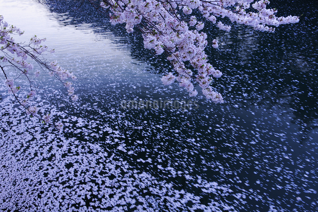 水面の桜の花びらの写真素材 [FYI04152005] | ストックフォトの Qlean