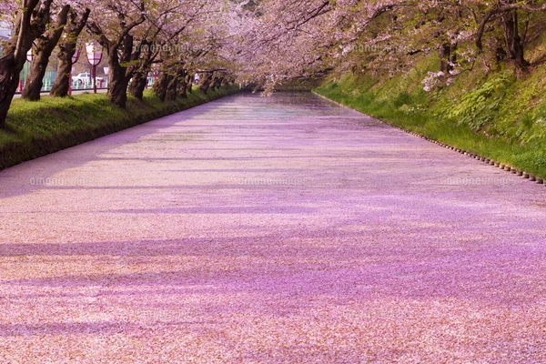弘前公園 花筏（はないかだ）の写真素材 [FYI04153327] | ストック