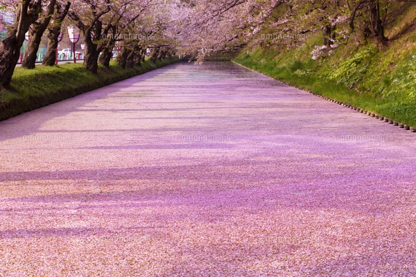 弘前公園 花筏（はないかだ）の写真素材 [FYI04153327] | ストック