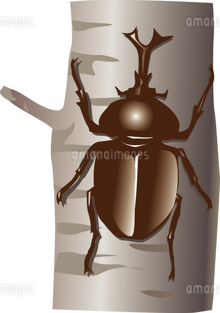 カブトムシのイラスト素材 [FYI04159559] | ストックフォトの Qlean