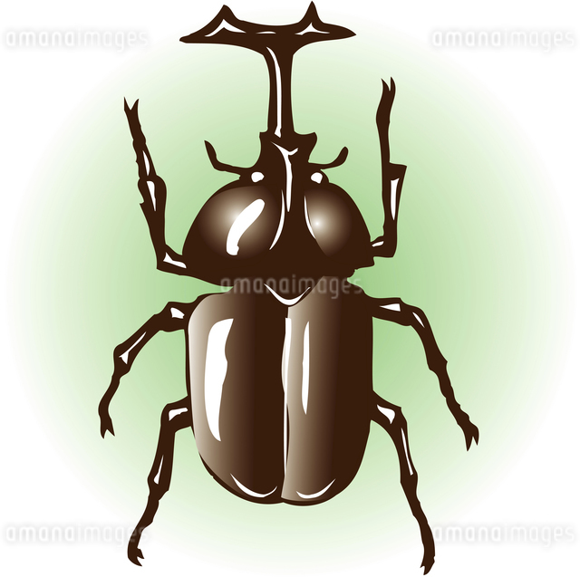 カブトムシのイラスト素材 [FYI04159561] | ストックフォトの Qlean