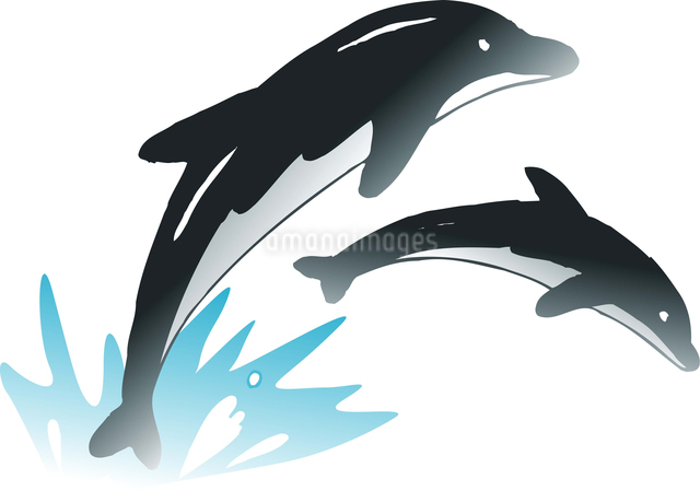 イルカのイラスト素材 [FYI04159983] | ストックフォトの Qlean Market