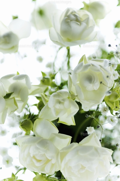 白いバラとかすみ草の花瓶生けの写真素材 [FYI04162384] | ストック