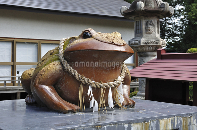 信楽焼　カエル 弘前・熊野奥照神社 信楽焼きの日本一のかえる像の写真素材