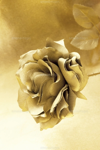 金のバラの写真素材 [FYI04192450] | ストックフォトの Qlean Market