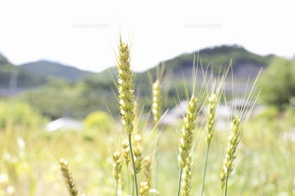 麦のイラスト素材 [FYI04213125] | ストックフォトの Qlean Market