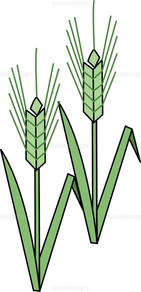 麦のイラスト素材 [FYI04213125] | ストックフォトの Qlean Market