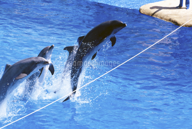 サンディエゴ水族館のイルカのジャンプの写真素材 [FYI04240945