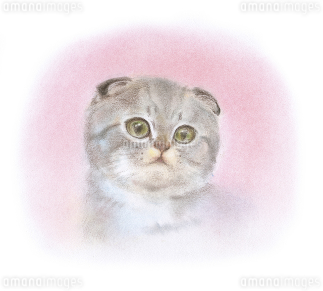 スコティッシュフォルド絵画