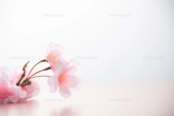 アーティフィシャルフラワーの桜 ピンク背景の写真素材 [FYI04284007 