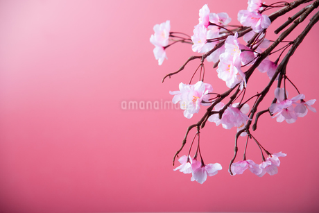 アーティフィシャルフラワーの桜 ピンク背景の写真素材 [FYI04284007 
