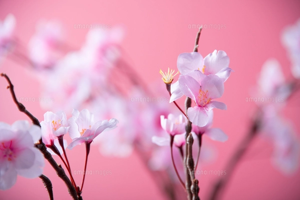 アーティフィシャルフラワーの桜 ピンク背景の写真素材 [FYI04284007 