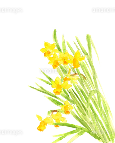 水彩 黄色のミニ水仙のイラスト素材 [FYI04284344] | ストックフォトの
