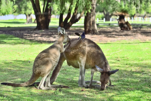 オーストラリア・西オーストラリア州にあるヤンチャップ国立公園の