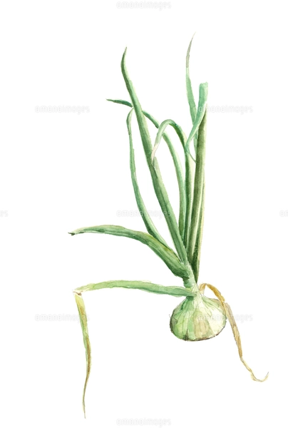 水彩 新タマネギ 葉付き 畑 土のイラスト素材 [FYI04484478