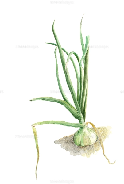 水彩画「玉ねぎ」 Watercolor Sketch 73 / Onion 水彩スケッチ73 / 玉ねぎ - YouTube