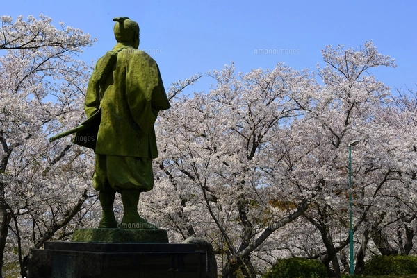 赤穂・桜と大石内蔵助像の写真素材 [FYI03285961] | ストックフォトの