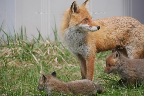 キツネ親子の写真素材 [FYI04490437] | ストックフォトの Qlean Market