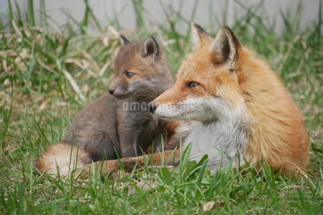 Aynsley  キツネの親子 Aynsley キツネの親子 親子狐 #1/3 by 陽也｜NFTアーティスト