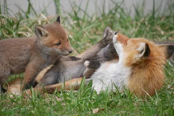 キツネ親子の写真素材 [FYI04490437] | ストックフォトの Qlean Market