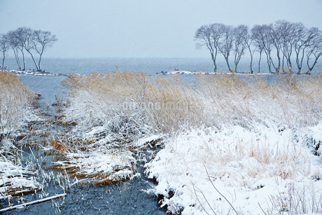 冬 雪の湖北水鳥公園の写真素材 [FYI04502289] | ストックフォトの