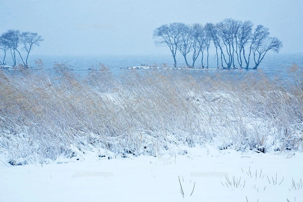冬 雪の湖北水鳥公園の写真素材 [FYI04502290] | ストックフォトの