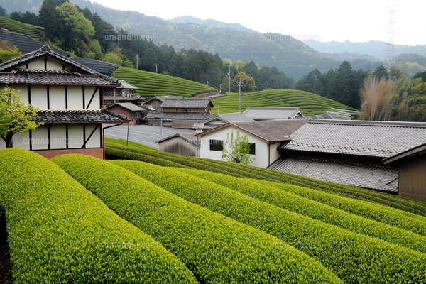 茶畑 5月 和束町の茶畑 -宇治茶の名産地-の写真素材 [FYI04507493