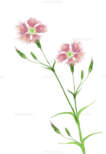 カワラナデシコ水彩画のイラスト素材 [FYI04536250] | ストックフォト
