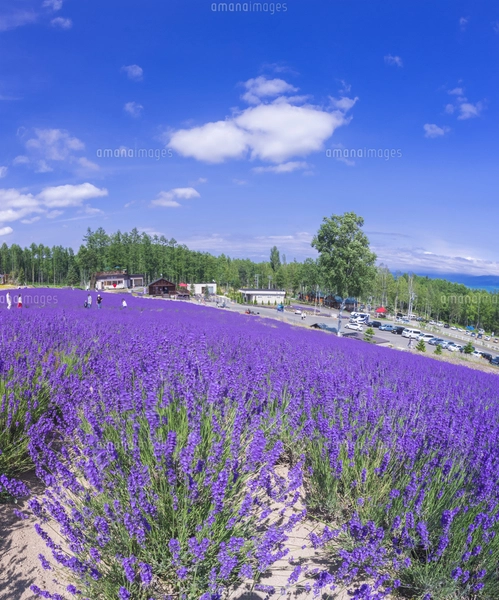 北海道 自然 風景 富良野ラベンダー畑の写真素材 [FYI04536909