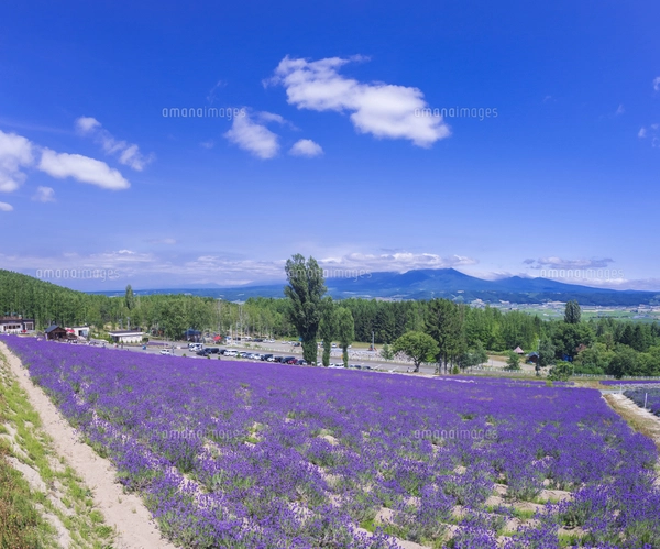 北海道 自然 風景 富良野ラベンダー畑の写真素材 [FYI04536908