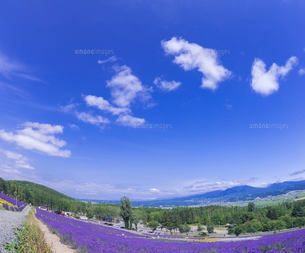 北海道 自然 風景 富良野ラベンダー畑の写真素材 [FYI04536909