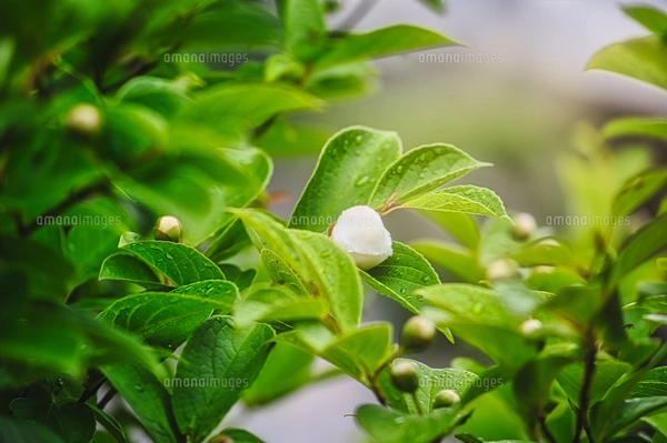 サクラ（バラ科サクラ亜科サクラ属の落葉広葉樹）の花と枝とつぼみと空
