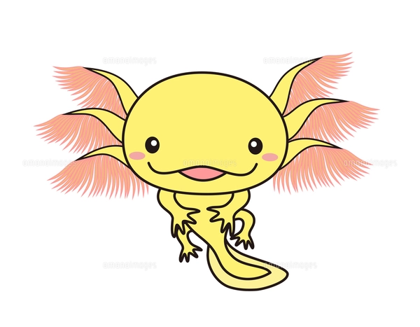 ウーパールーパー イラストのイラスト素材 [FYI04564264] | ストック