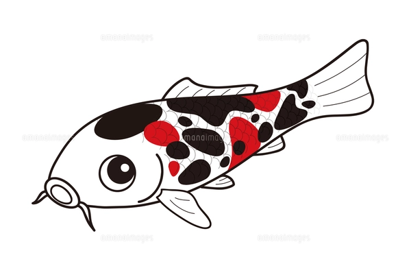 鯉 ニシキゴイ 昭和三色 イラストのイラスト素材 [FYI04565369