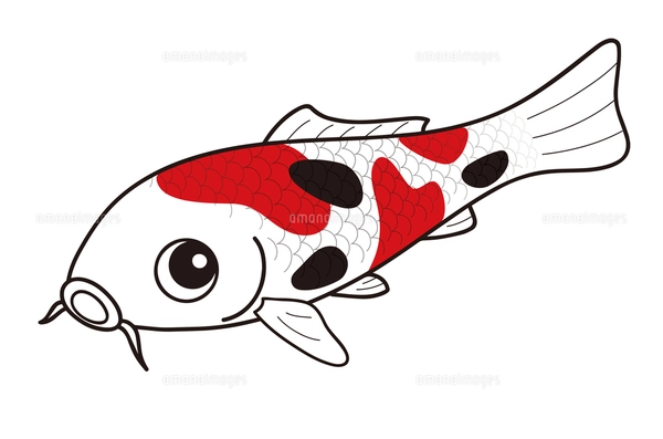 鯉 ニシキゴイ 大正三色 イラストのイラスト素材 [FYI04565370