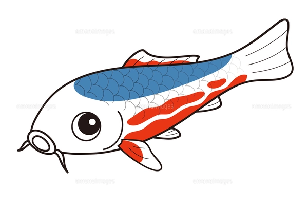 鯉 ニシキゴイ 大正三色 イラストのイラスト素材 [FYI04565370