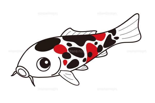 鯉 ニシキゴイ 昭和三色 イラストのイラスト素材 [FYI04565355