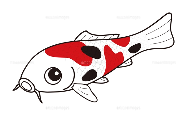 鯉 ニシキゴイ 大正三色 イラストのイラスト素材 [FYI04565370