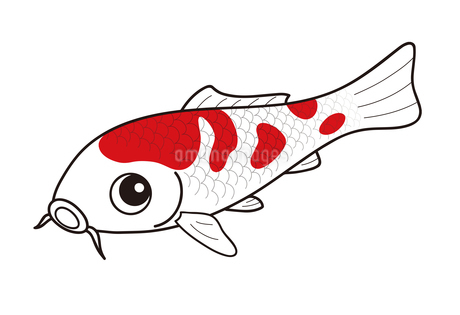 鯉 ニシキゴイ 紅白 イラストのイラスト素材 [FYI04565386] | ストック